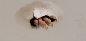 Hombre lobo en australia