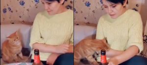 Una gata se vuelve viral por impedirle tomar cerveza a su dueña