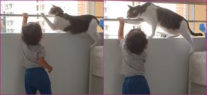 VIDEO: gato protege a un niño para que no se caiga por un balcón