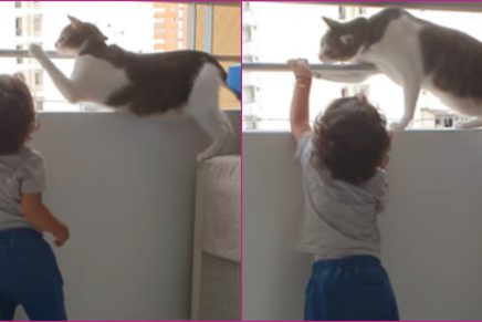 VIDEO: gato protege a un niño para que no se caiga por un balcón