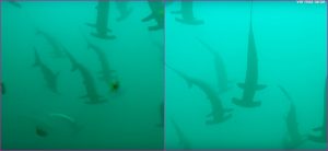 VIDEO: mujer se encontró con cientos de tiburones mientras buceaba