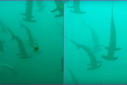 VIDEO: mujer se encontró con cientos de tiburones mientras buceaba