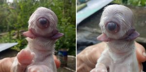 Perro nace con un solo ojo