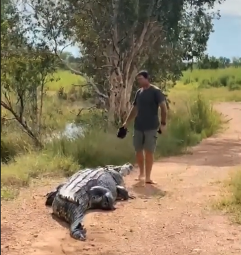 cocodrilo