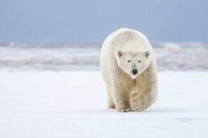 Un hotel genera polémica por tener osos polares en sus habitaciones