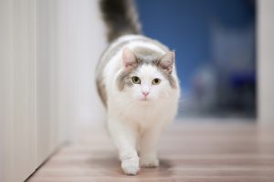 gato