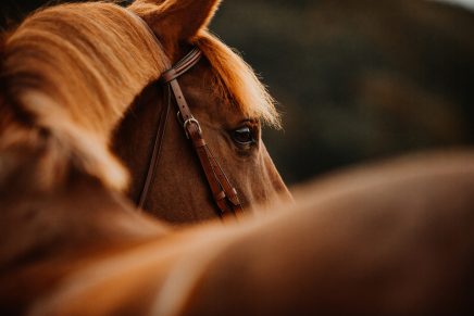 caballo