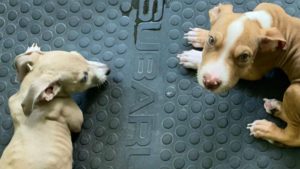 Pareja vegana causó desnutrición en sus perros por no darles carnes