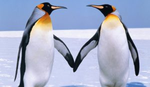 Dos pingüinos hembra