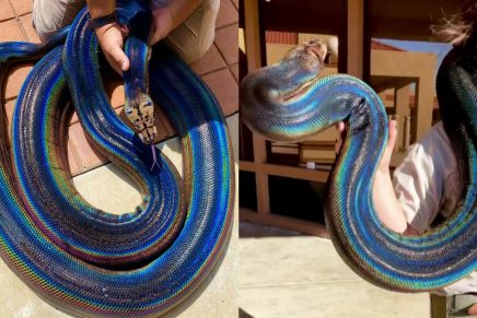 El sorprendente video que muestra cómo cambia la piel de una pitón arcoíris