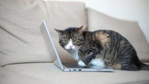 Gato se vuelve viral al dormir como un humano