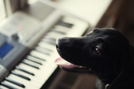 VIDEO: perro que toca el piano mientras canta se vuelve viral en internet