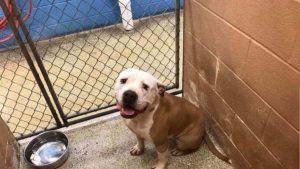 _Mi hijo no hacía su tarea así que me deshice de su perro_