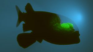 Extraño pez con cabeza transparente y ojos brillantes fue grabado en el océano Pacífico