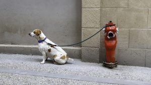 Familia abandonó a un perro y lo amarraron para que no los siguiera