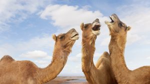 Hacen un reinado de camellos y destituyen a 43 por tener bótox