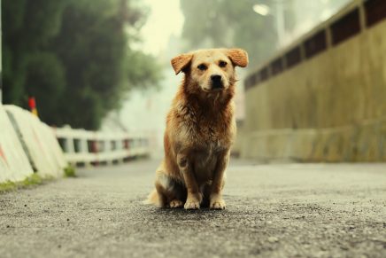 Viral: Chorchito, el perro callejero que le hace compañía a los solitarios en un bar
