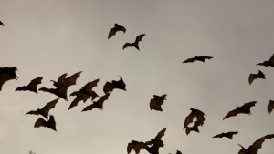 Murciélagos en una sala de cine