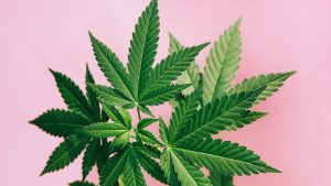 ¿Qué es el 420 y por qué es el número de la marihuana?