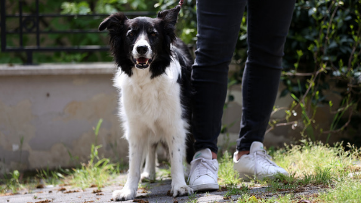 El número de veces que debería comer su perro