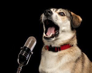 Singing Dog