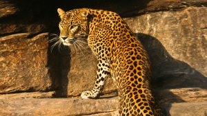 070722-Viral, leopardo- GettyImages
