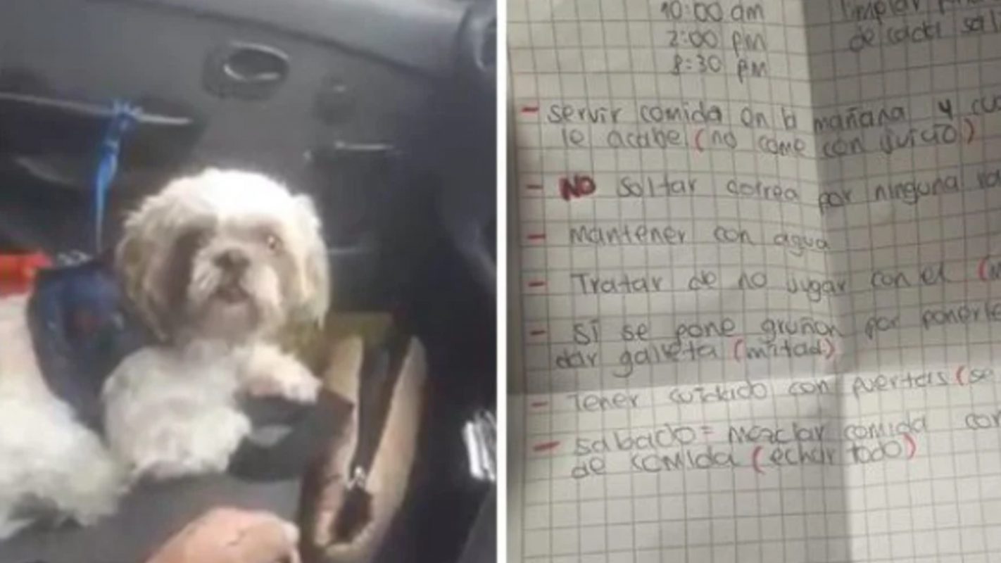 Perro abandonado en taxi Bogotá