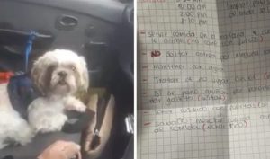 Perro abandonado en taxi Bogotá