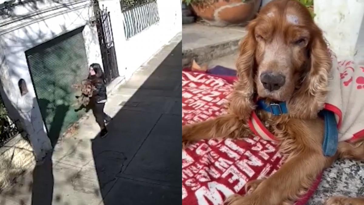 Mujer abandona a su perro ciego