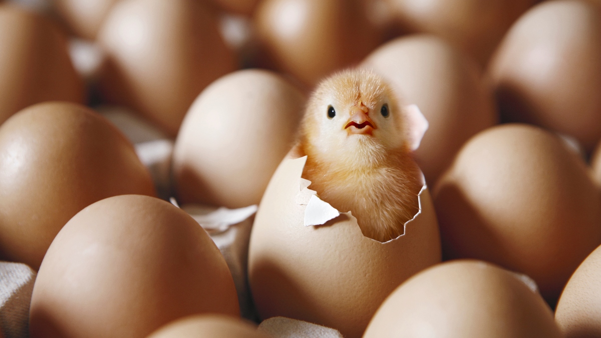Encuentran pollito recién nacido en caja de huevos