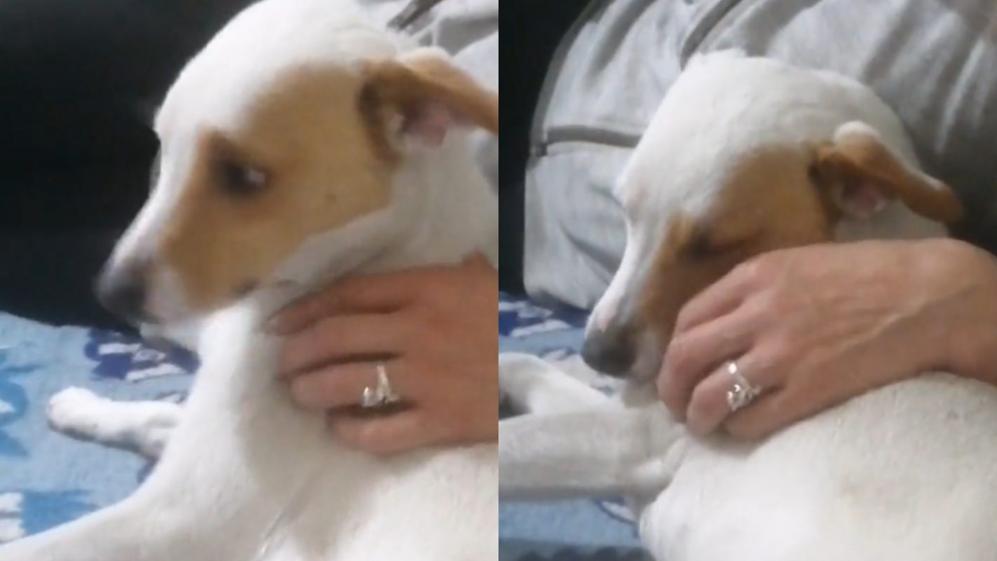 Perrita abandonada en Transmilenio