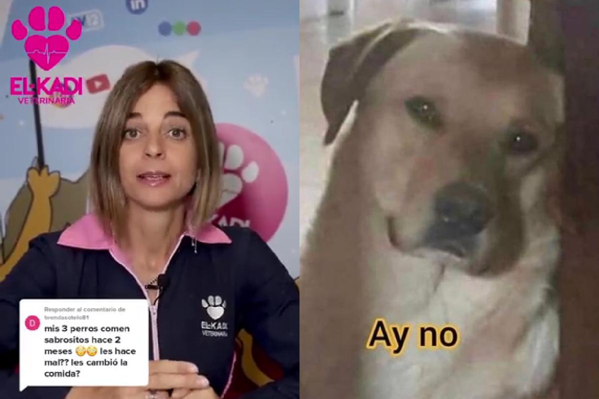 el kadi veterinaria se te va a morir el perro