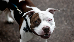 101022- Pitbull - GettyImages