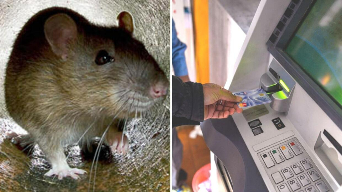 Fotos: Rata entró a un cajero y devoró 18 mil dólares