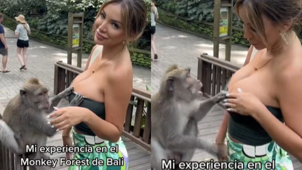Mono travieso intenta bajarle la blusa a exmiss Perú y usuarios no lo culpan