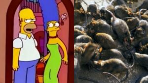 “Las ratas se ven felices”: culpan a roedores por 200 kilos de marihuana que se perdieron