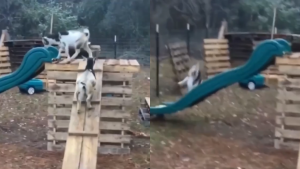 22122022 cabras locas