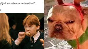 Feliz Navidad, animal: los mejores memes del 24 de diciembre