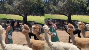 27122022 Alpaca escupe a una mujer