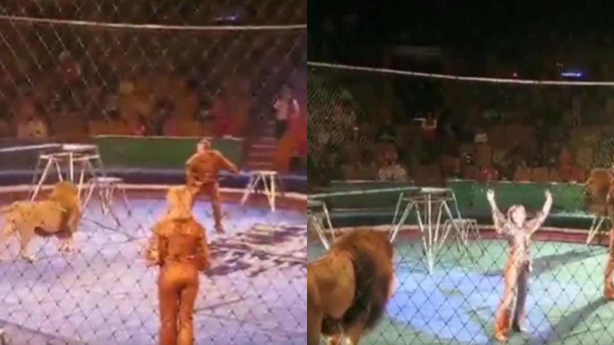 Hombre fue a domar león en un circo y terminó arrastrado por el piso