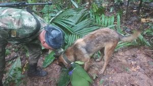 Ulises, el perro que encontró pistas de los niños que viajaban en la avioneta del Guaviare