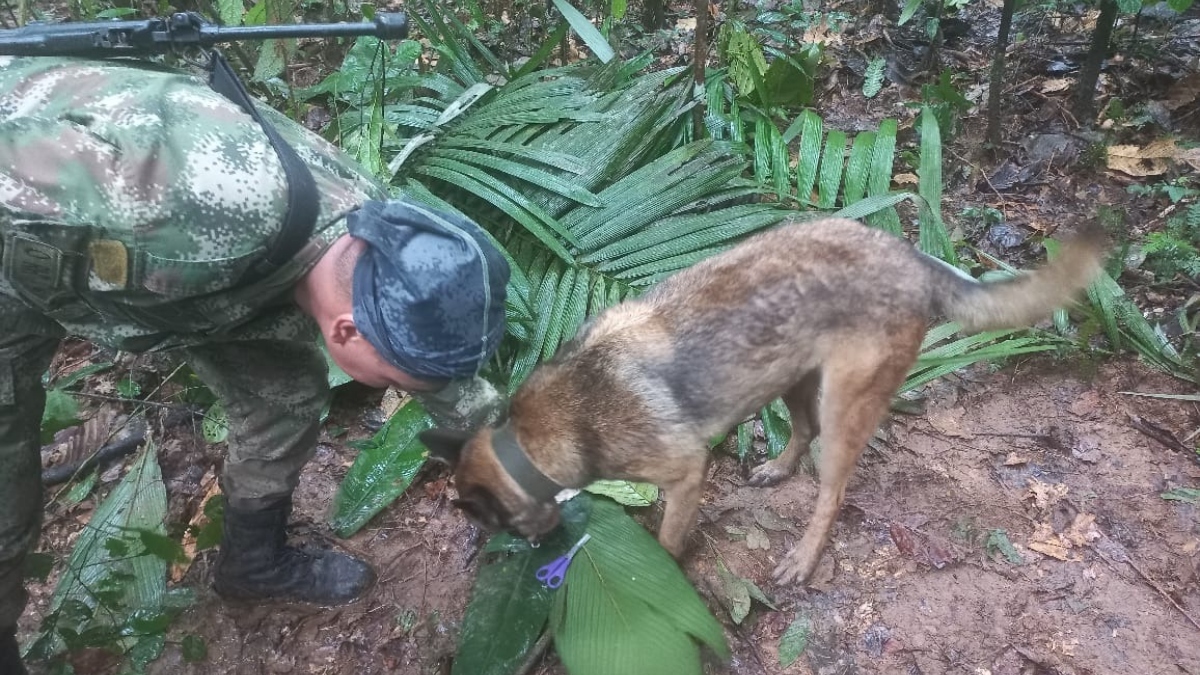 Ulises, el perro que encontró pistas de los niños que viajaban en la avioneta del Guaviare