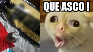 290523 - viral - twitter