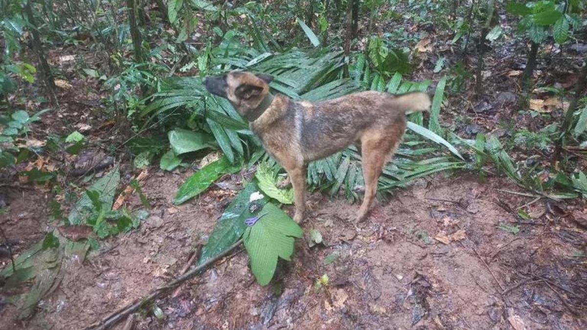 Se perdió Wilson, uno de los perritos que buscaba a los niños desaparecidos en el Guaviare