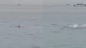 Aterrador video muestra el momento en que tiburón se demora a turista