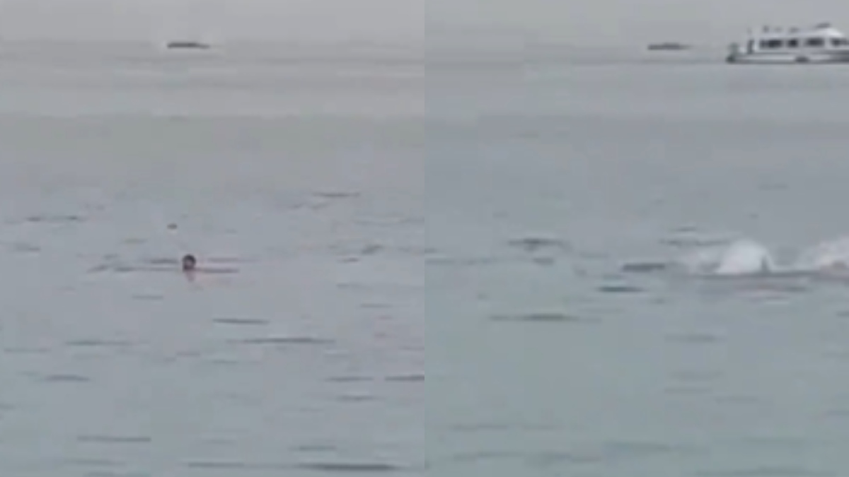 Aterrador video muestra el momento en que tiburón se demora a turista