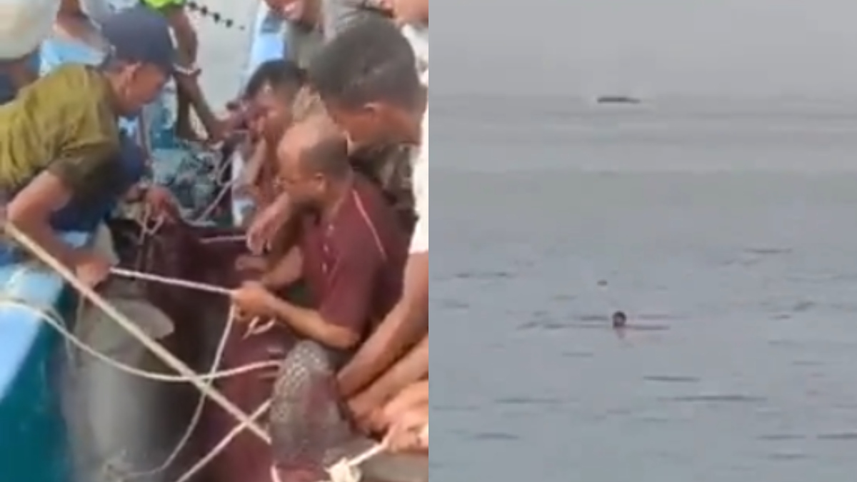 Cazaron y mataron a tiburón que asesinó a turista en Egipto