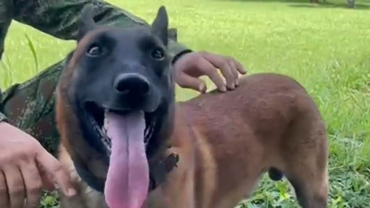 Rescatan perro del ejército en la selva del Guaviare; fue atacado por una serpiente
