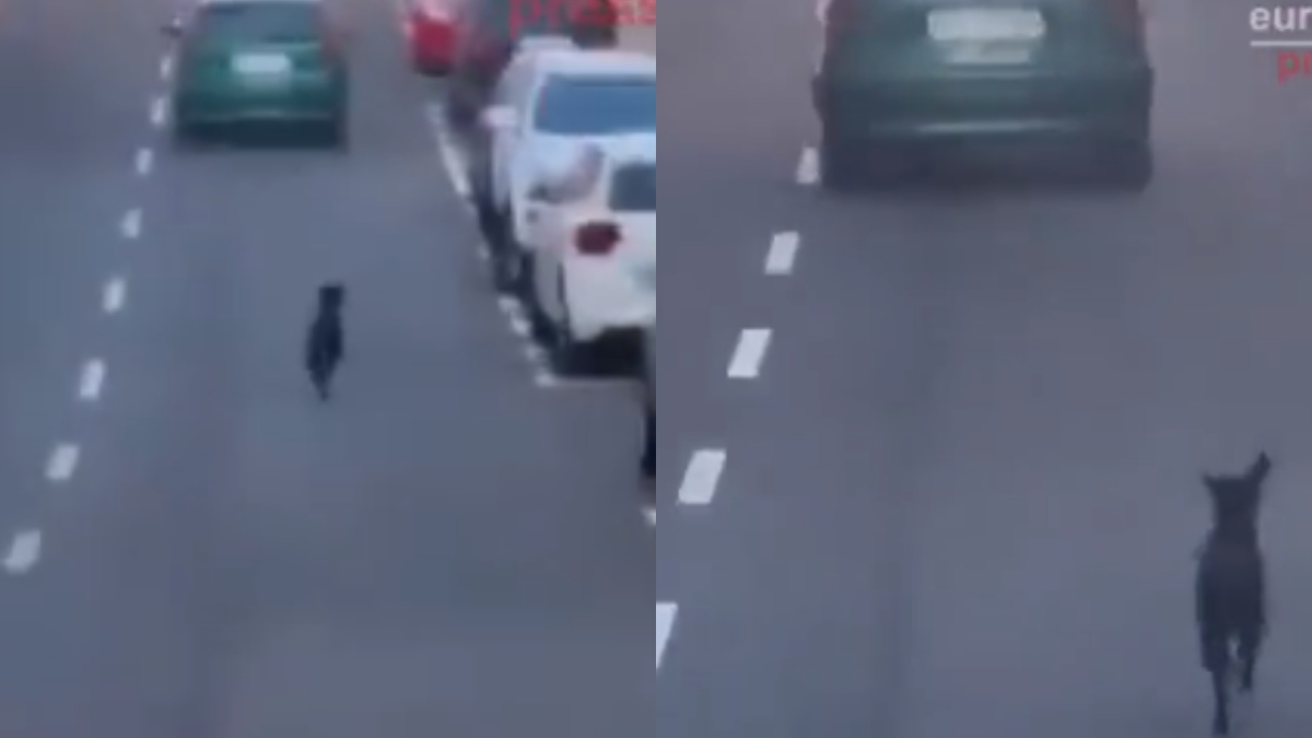 Desgarrador video muestra el momento en que intentan abandonar a perro en la calle