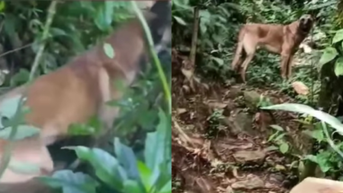 ¿Wilson? Usuarios piensan que apareció, por video de un perro en las selvas de Caquetá